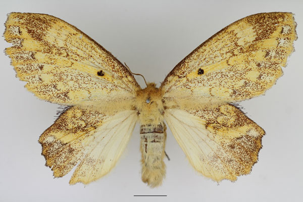 /filer/webapps/moths/media/images/S/spargata_Philotherma_AF_Basquin.jpg