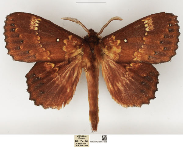 /filer/webapps/moths/media/images/S/spargata_Philotherma_AM_NHMUK.jpg