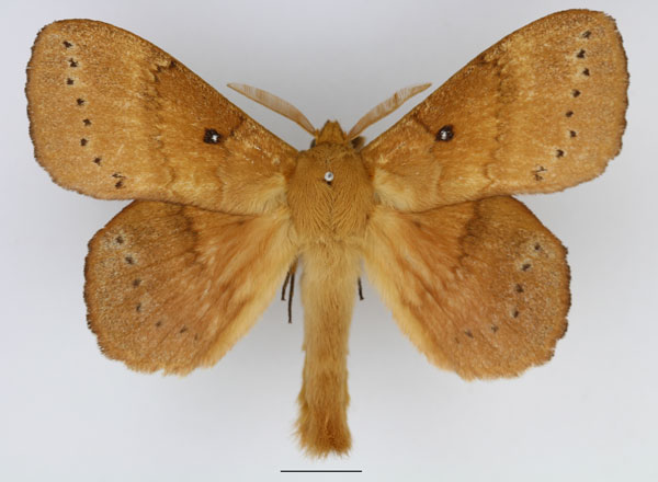 /filer/webapps/moths/media/images/S/spargatana_Philotherma_AM_Basquin_02.jpg