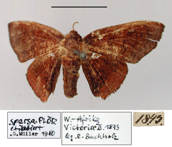 /filer/webapps/moths/media/images/S/sparsa_Heterolepis_HT_ZMHB.jpg