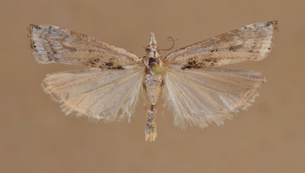 /filer/webapps/moths/media/images/S/sparsellus_Crambus_A_Butler.jpg