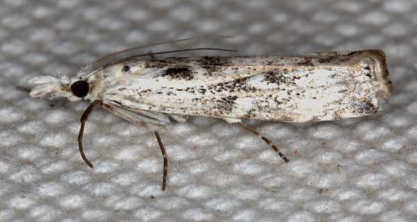 /filer/webapps/moths/media/images/S/sparsellus_Crambus_A_Heyns.jpg