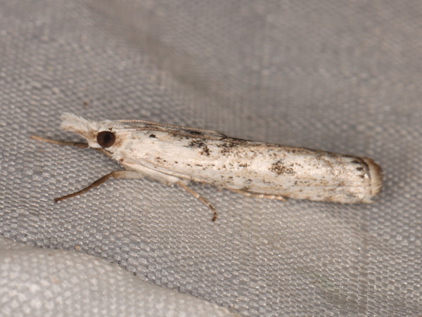 /filer/webapps/moths/media/images/S/sparsellus_Crambus_A_Heyns_01.jpg