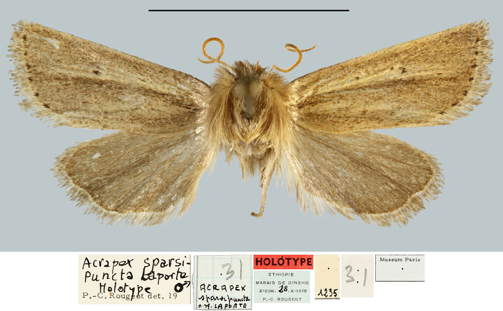 /filer/webapps/moths/media/images/S/sparsipuncta_Acrapex_HT_MNHN.jpg