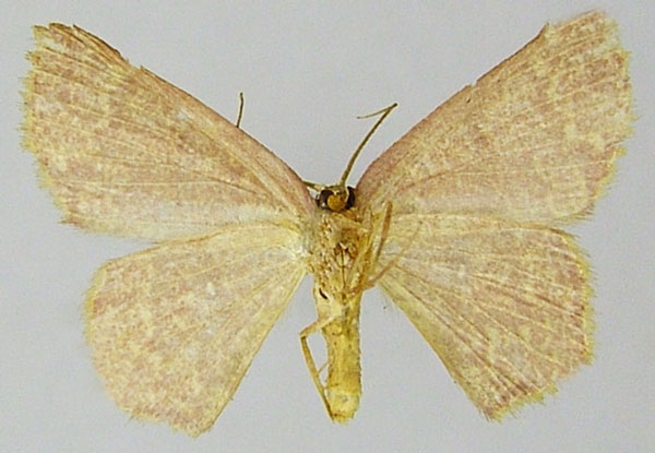 /filer/webapps/moths/media/images/S/sparsipuncta_Chrysocraspeda_AF_ZSMb.jpg
