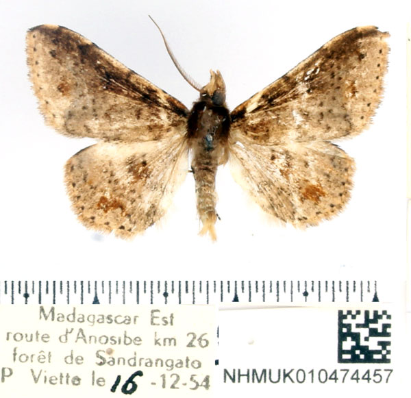 /filer/webapps/moths/media/images/S/sparsipuncta_Claterna_AM_BMNH.jpg