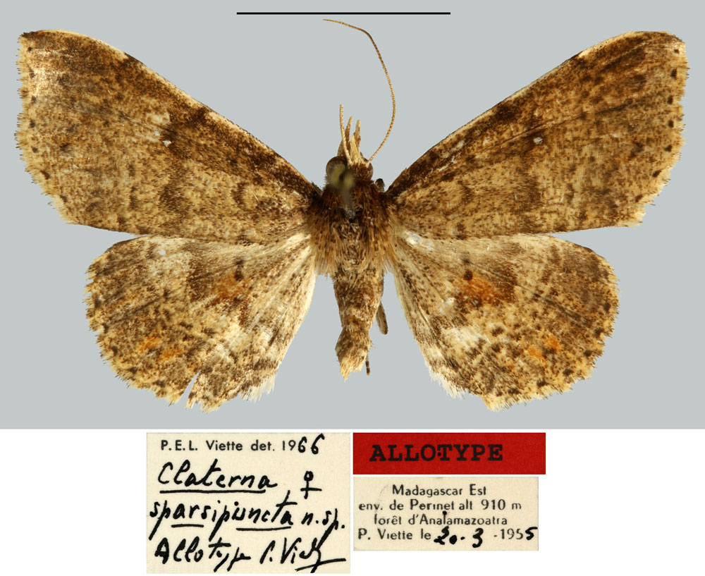 /filer/webapps/moths/media/images/S/sparsipuncta_Claterna_AT_MNHN.jpg