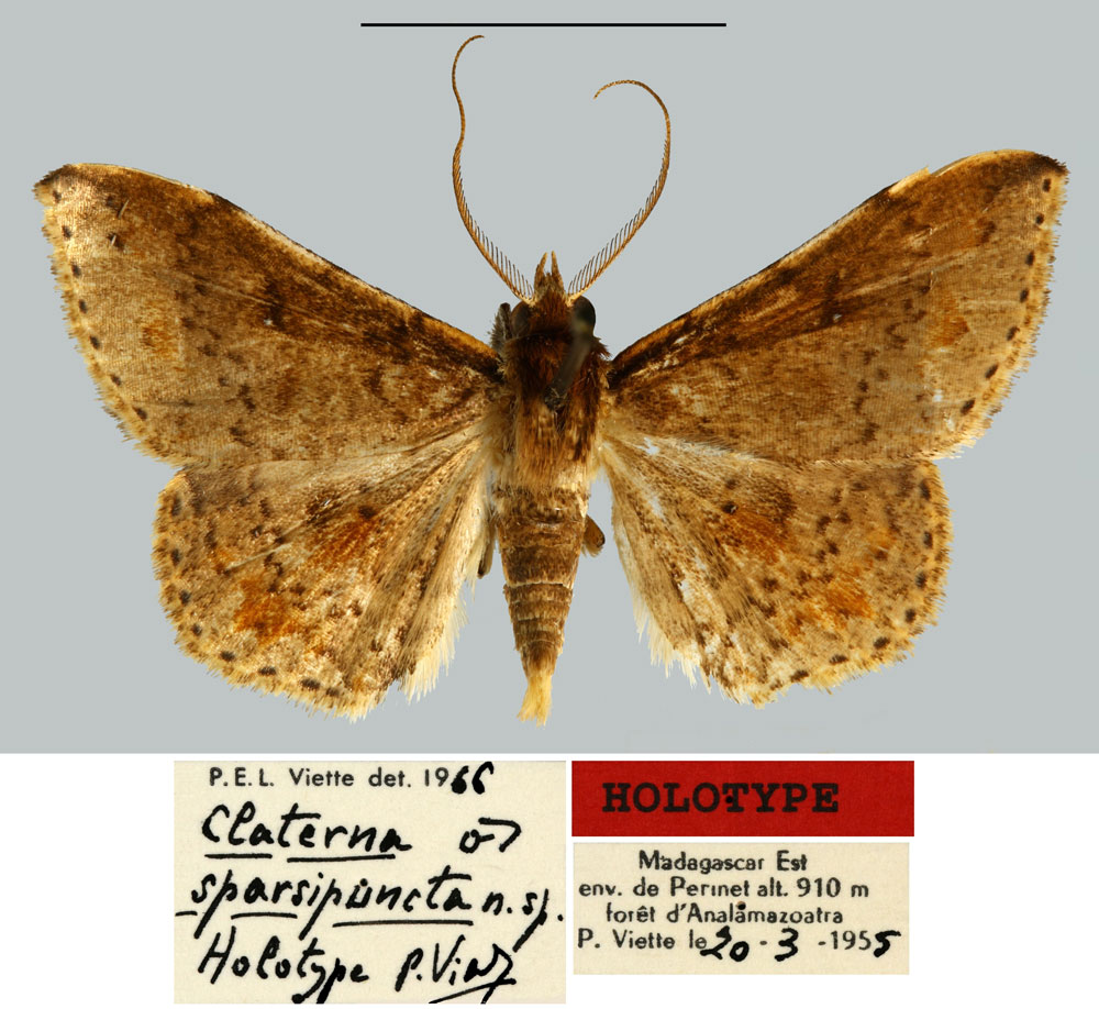 /filer/webapps/moths/media/images/S/sparsipuncta_Claterna_HT_MNHN.jpg