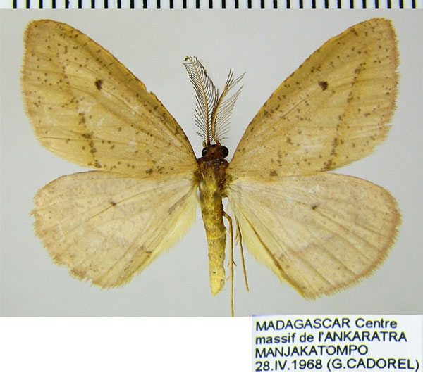 /filer/webapps/moths/media/images/S/sparsipuncta_Hylemera_AM_ZSMa.jpg