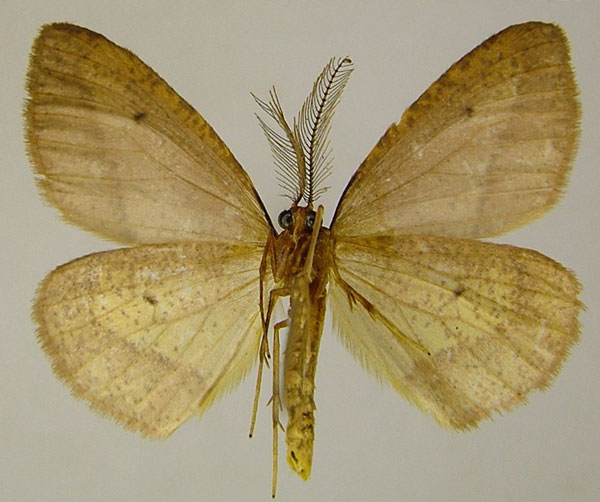 /filer/webapps/moths/media/images/S/sparsipuncta_Hylemera_AM_ZSMb.jpg