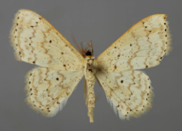/filer/webapps/moths/media/images/S/sparsipunctata_Scopula_A_ZSM_01.jpg