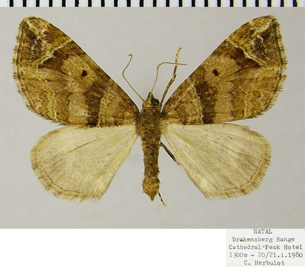/filer/webapps/moths/media/images/S/spatiosata_Piercia_AF_ZSM.jpg