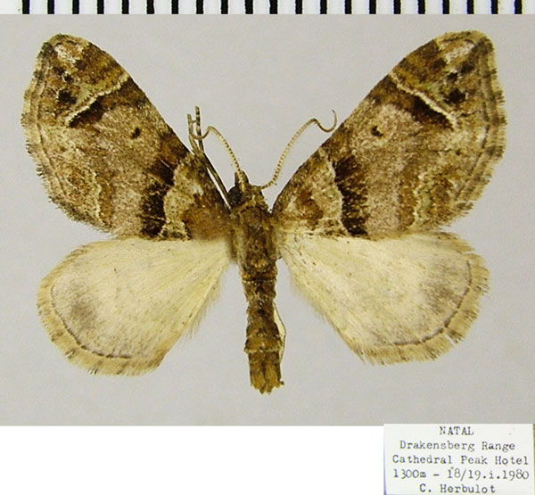 /filer/webapps/moths/media/images/S/spatiosata_Piercia_AM_ZSMa.jpg