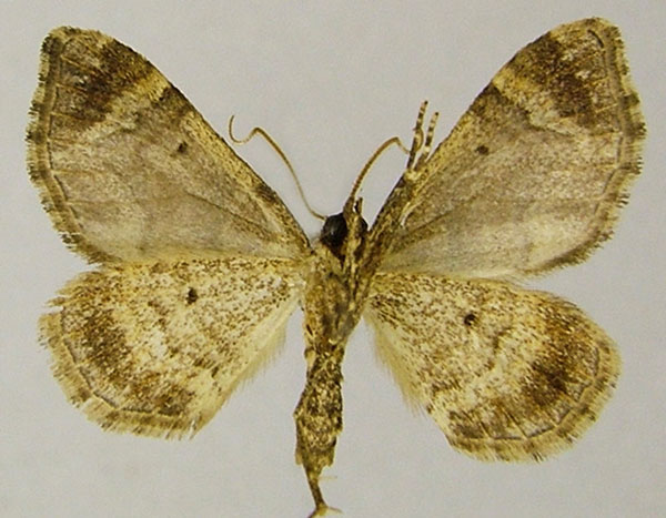 /filer/webapps/moths/media/images/S/spatiosata_Piercia_AM_ZSMb.jpg