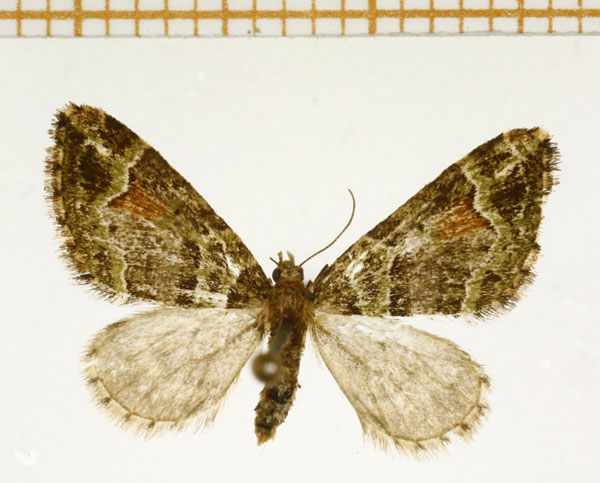 /filer/webapps/moths/media/images/S/spatiosata_Piercia_A_DePrins.jpg