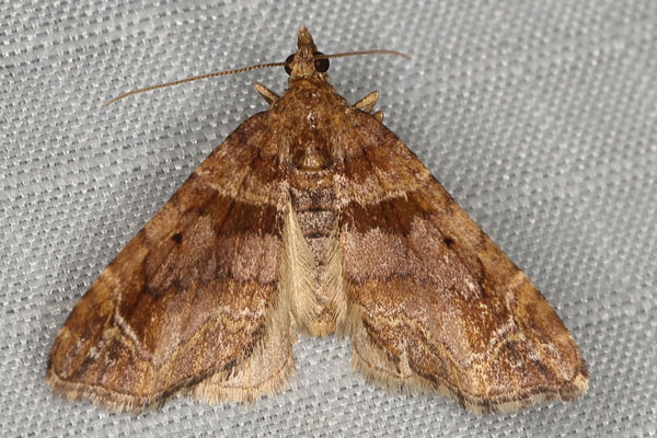 /filer/webapps/moths/media/images/S/spatiosata_Piercia_A_Heyns.jpg