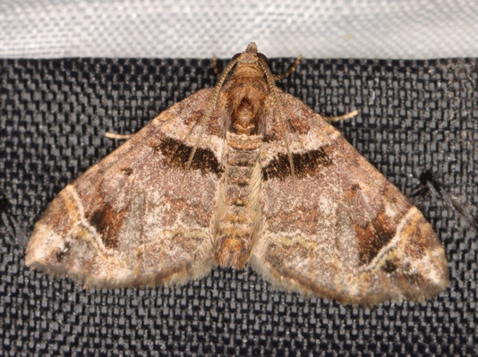 /filer/webapps/moths/media/images/S/spatiosata_Piercia_A_Heyns_01.jpg