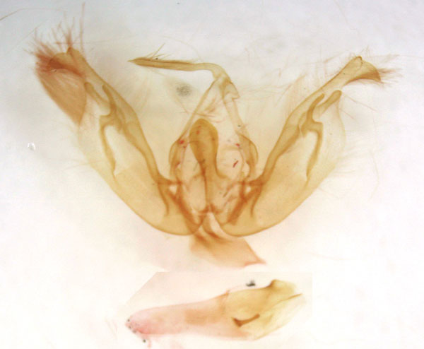 /filer/webapps/moths/media/images/S/spatulata_Euneophlebia_GM_MSNM_Berio5895.jpg