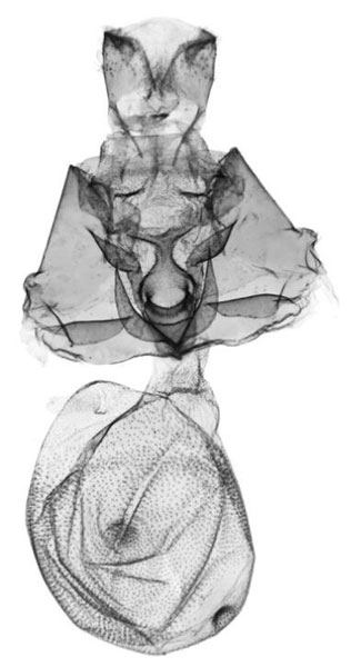 /filer/webapps/moths/media/images/S/spatulata_Siccasura_GFPT_ANHRT-6122.jpg