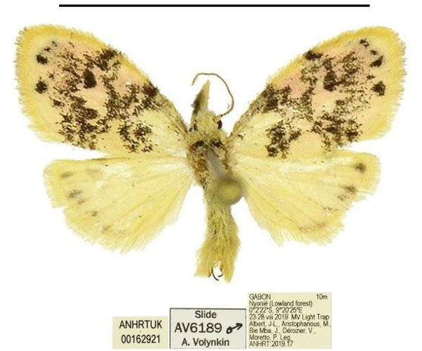 /filer/webapps/moths/media/images/S/spatulata_Siccasura_HT_ANHRT.jpg