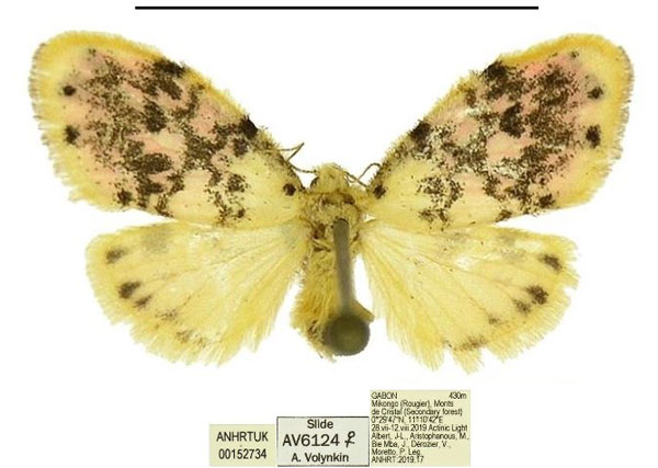 /filer/webapps/moths/media/images/S/spatulata_Siccasura_PTF_ANHRT_01.jpg