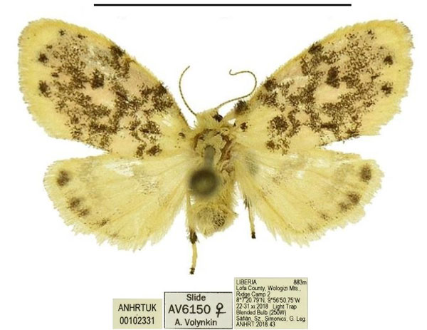 /filer/webapps/moths/media/images/S/spatulata_Siccasura_PTF_ANHRT_02.jpg
