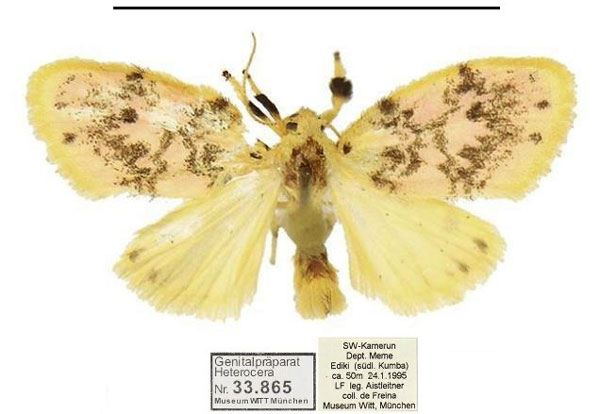 /filer/webapps/moths/media/images/S/spatulata_Siccasura_PTM_MWM.jpg