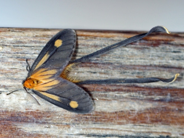 /filer/webapps/moths/media/images/S/spatulipennis_Semioptila_A_Voaden_01.JPG