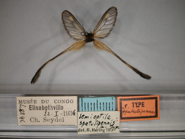 /filer/webapps/moths/media/images/S/spatulipennis_Semioptila_HT_RMCA_01.jpg