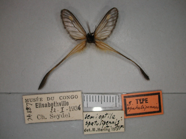 /filer/webapps/moths/media/images/S/spatulipennis_Semioptila_HT_RMCA_02.jpg