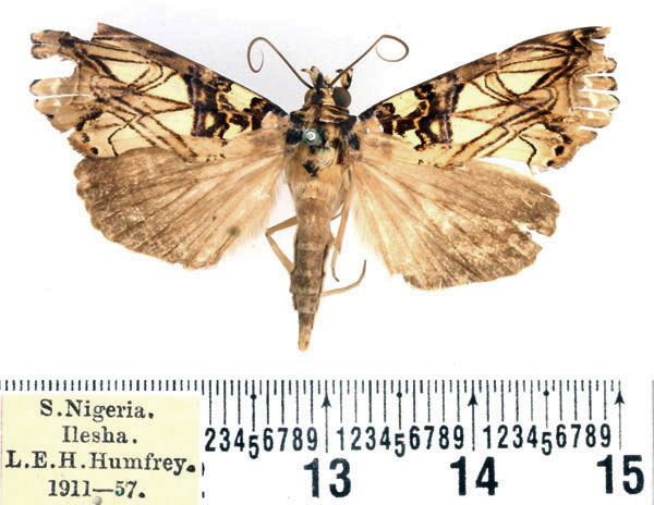 /filer/webapps/moths/media/images/S/speciosissima_Plusiodonta_AM_BMNH.jpg