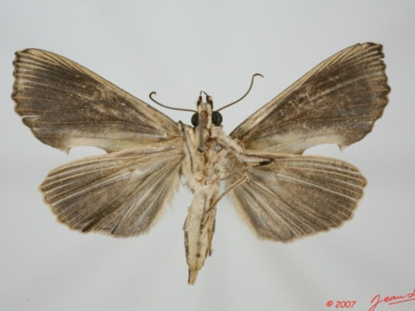 /filer/webapps/moths/media/images/S/speciosissima_Plusiodonta_A_Albertb_01.jpg