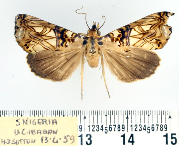 /filer/webapps/moths/media/images/S/speciosissima_Plusiodonta_A_BMNH.jpg