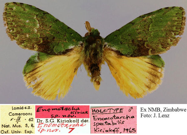 /filer/webapps/moths/media/images/S/spectabilis_Enomotarcha_HT_NMB.jpg