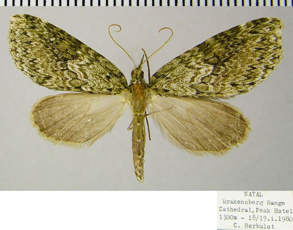 /filer/webapps/moths/media/images/S/spectabilis_Protosteira_AF_ZSM.jpg