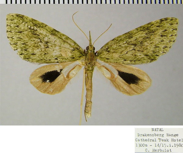 /filer/webapps/moths/media/images/S/spectabilis_Protosteira_AM_ZSM.jpg
