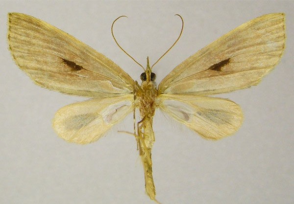 /filer/webapps/moths/media/images/S/spectabilis_Protosteira_AM_ZSMb.jpg