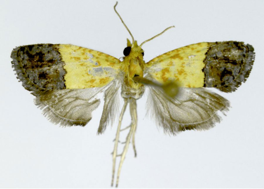 /filer/webapps/moths/media/images/S/spectata_Niphadophylax_HT_ZMJU.jpg