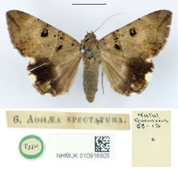 /filer/webapps/moths/media/images/S/spectatura_Achaea_HT_BMNH.jpg