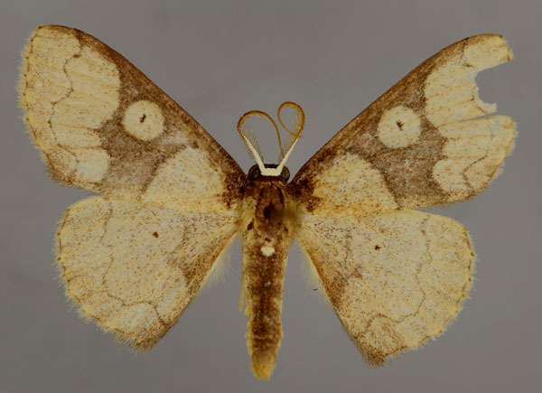 /filer/webapps/moths/media/images/S/spectrum_Epicosymbia_A_ZSM_01.jpg
