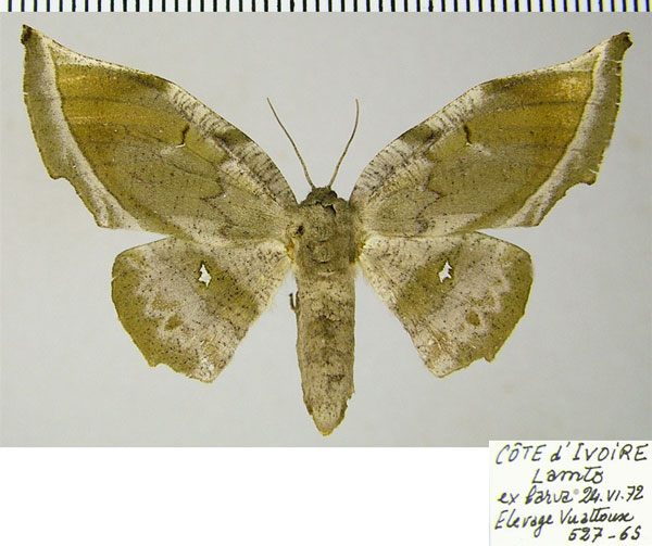 /filer/webapps/moths/media/images/S/specularia_Dioptrochasma_AF_ZSM.jpg