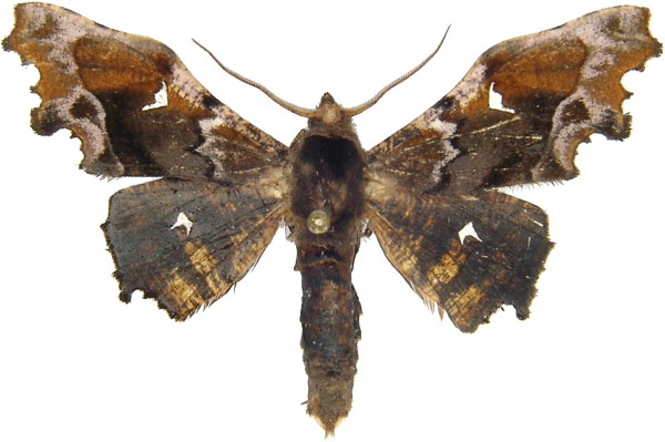 /filer/webapps/moths/media/images/S/specularia_Dioptrochasma_AM_MCJM.jpg
