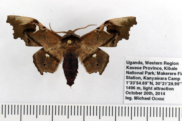 /filer/webapps/moths/media/images/S/specularia_Dioptrochasma_AM_Ochse_01.jpg