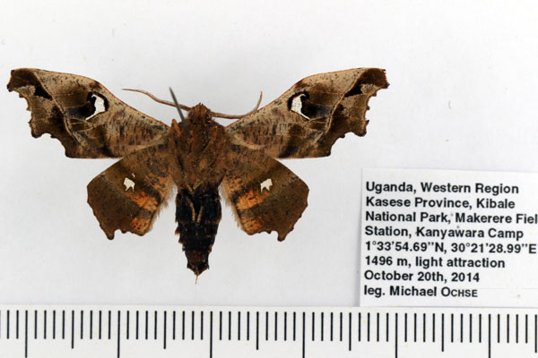 /filer/webapps/moths/media/images/S/specularia_Dioptrochasma_AM_Ochse_02.jpg