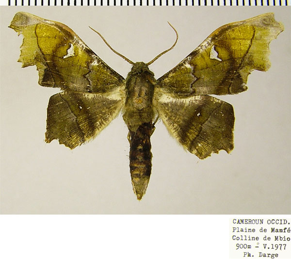 /filer/webapps/moths/media/images/S/specularia_Dioptrochasma_AM_ZSMa.jpg