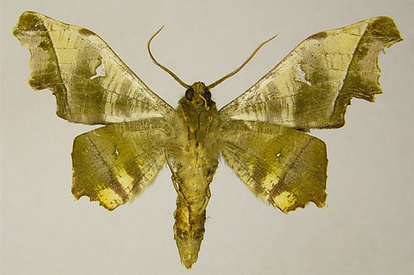 /filer/webapps/moths/media/images/S/specularia_Dioptrochasma_AM_ZSMb.jpg