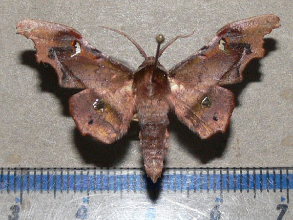 /filer/webapps/moths/media/images/S/specularia_Dioptrochasma_A_Goff.jpg