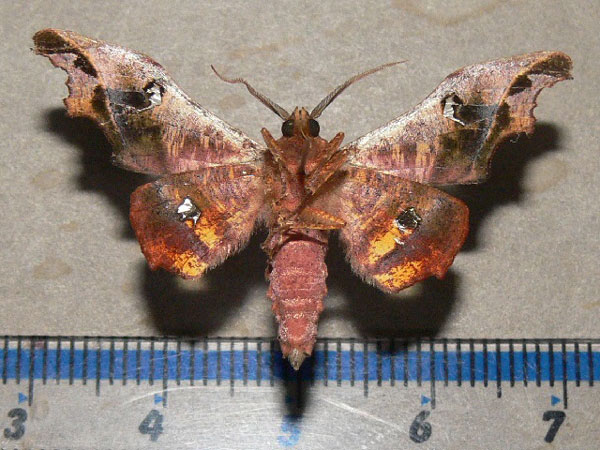 /filer/webapps/moths/media/images/S/specularia_Dioptrochasma_A_Goff_02.jpg