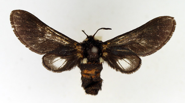 /filer/webapps/moths/media/images/S/specularis_Zarachella_AF_TMSA.jpg