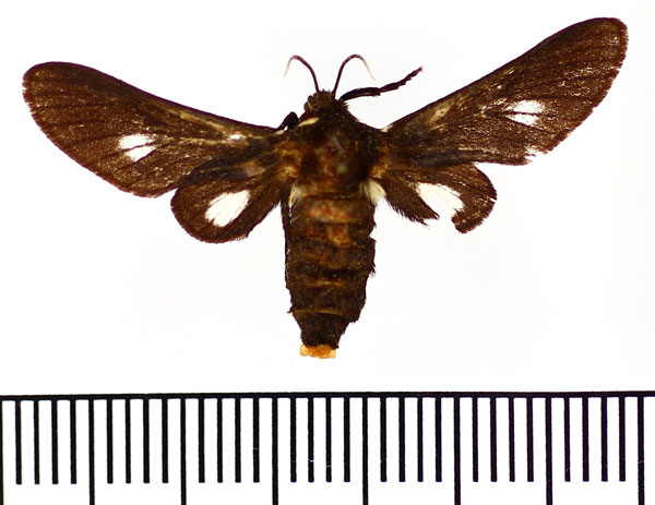 /filer/webapps/moths/media/images/S/specularis_Zarachella_AM_BMNH.jpg